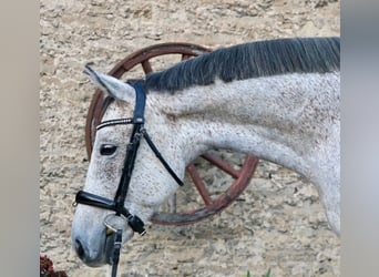 Cheval de sport hongrois, Hongre, 7 Ans, 167 cm, Gris moucheté