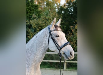 Cheval de sport hongrois, Hongre, 7 Ans, 167 cm, Gris moucheté