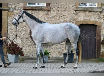 Cheval de sport hongrois, Hongre, 7 Ans, 167 cm, Gris moucheté