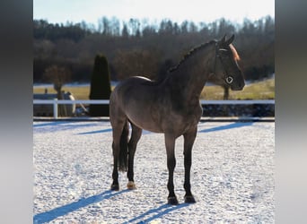 Cheval de sport hongrois, Hongre, 7 Ans, 169 cm, Noir