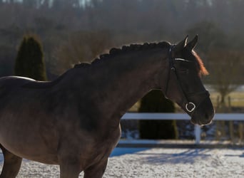 Cheval de sport hongrois, Hongre, 7 Ans, 169 cm, Noir