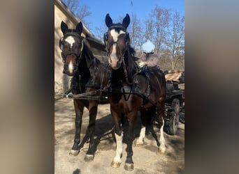 Cheval de sport hongrois, Hongre, 7 Ans, 170 cm, Bai cerise