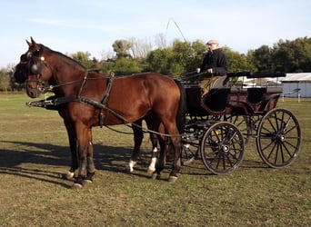 Cheval de sport hongrois, Hongre, 7 Ans, 171 cm, Bai