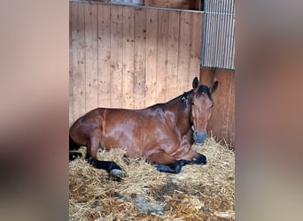 Cheval de sport hongrois, Hongre, 7 Ans, 173 cm, Bai