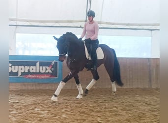 Cheval de sport hongrois, Hongre, 7 Ans, 175 cm, Bai