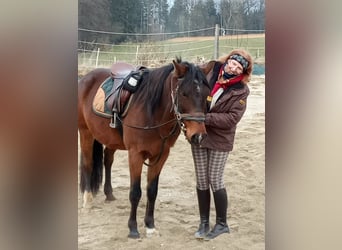 Cheval de sport hongrois, Hongre, 8 Ans, 148 cm, Bai