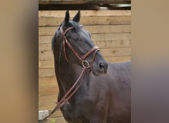 Cheval de sport hongrois, Hongre, 8 Ans, 155 cm, Noir