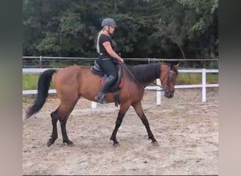 Cheval de sport hongrois, Hongre, 8 Ans, 160 cm, Bai