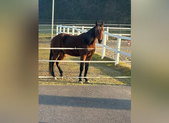 Cheval de sport hongrois, Hongre, 8 Ans, 160 cm, Bai