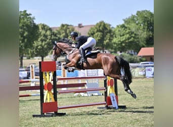 Cheval de sport hongrois, Hongre, 8 Ans, 165 cm, Bai