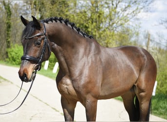 Cheval de sport hongrois, Hongre, 8 Ans, 170 cm, Bai