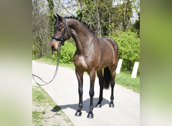 Cheval de sport hongrois, Hongre, 8 Ans, 170 cm, Bai
