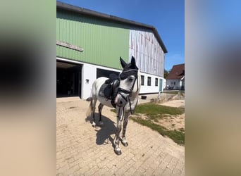 Cheval de sport hongrois, Hongre, 9 Ans, 147 cm, Gris