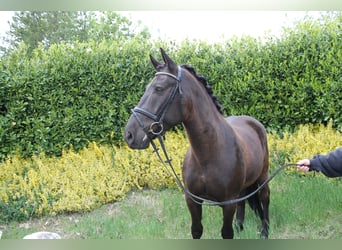 Cheval de sport hongrois, Hongre, 9 Ans, 152 cm, Noir
