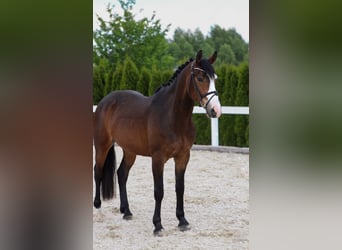 Cheval de sport hongrois, Hongre, 9 Ans, 160 cm, Bai brun