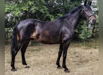 Cheval de sport hongrois, Hongre, 9 Ans, 160 cm, Bai brun