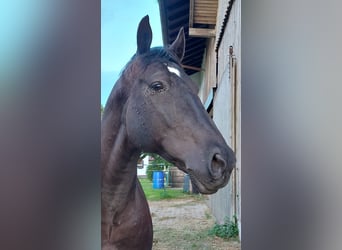 Cheval de sport hongrois, Hongre, 9 Ans, 160 cm, Noir