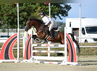 Cheval de sport hongrois, Hongre, 9 Ans, 165 cm, Bai