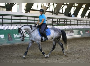 Cheval de sport hongrois Croisé, Hongre, 9 Ans, 165 cm, Gris pommelé