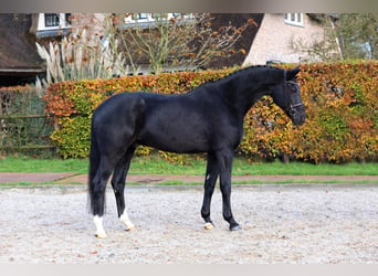 Cheval de sport hongrois, Hongre, 9 Ans, 171 cm, Noir