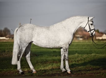 Cheval de sport hongrois, Jument, 10 Ans, 155 cm, Blanc