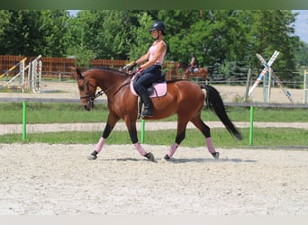 Cheval de sport hongrois Croisé, Jument, 10 Ans, 160 cm, Bai cerise