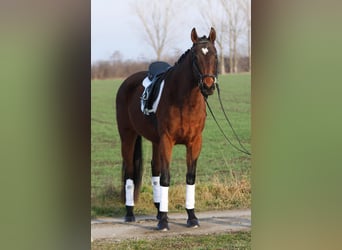 Cheval de sport hongrois, Jument, 10 Ans, 160 cm, Bai