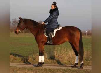 Cheval de sport hongrois, Jument, 10 Ans, 160 cm, Bai