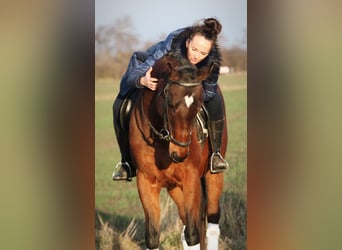 Cheval de sport hongrois, Jument, 10 Ans, 160 cm, Bai