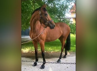 Cheval de sport hongrois, Jument, 10 Ans, 160 cm, Bai