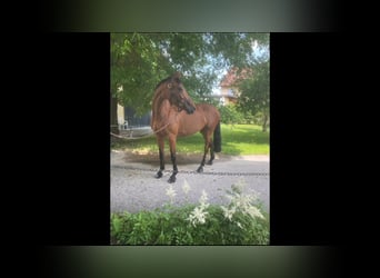 Cheval de sport hongrois, Jument, 10 Ans, 160 cm, Bai