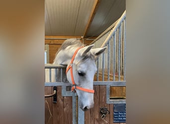 Cheval de sport hongrois, Jument, 10 Ans, 160 cm, Gris