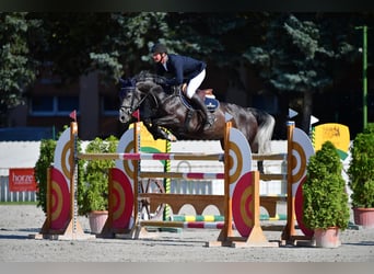 Cheval de sport hongrois, Jument, 10 Ans, 163 cm, Gris