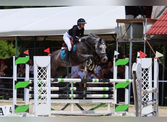 Cheval de sport hongrois, Jument, 10 Ans, 163 cm, Gris