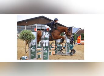 Cheval de sport hongrois, Jument, 10 Ans, 165 cm, Alezan