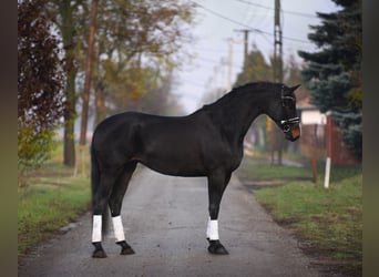 Cheval de sport hongrois, Jument, 10 Ans, 165 cm, Bai brun