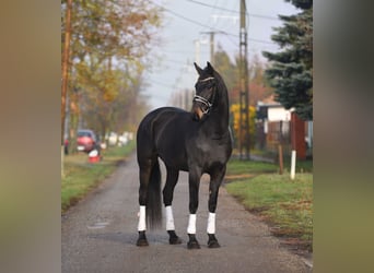 Cheval de sport hongrois, Jument, 10 Ans, 165 cm, Bai brun