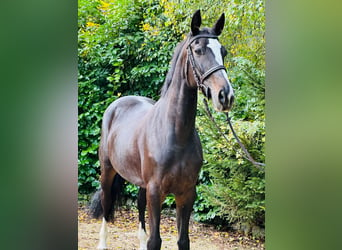 Cheval de sport hongrois, Jument, 11 Ans, 163 cm, Bai brun