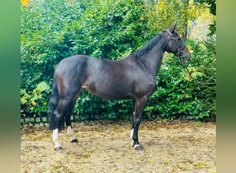 Cheval de sport hongrois, Jument, 11 Ans, 163 cm, Bai brun