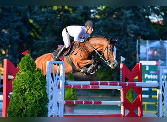 Cheval de sport hongrois, Jument, 11 Ans, 169 cm, Bai cerise