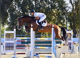 Cheval de sport hongrois, Jument, 11 Ans, 169 cm, Bai cerise