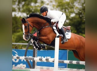 Cheval de sport hongrois, Jument, 11 Ans, 169 cm, Bai cerise