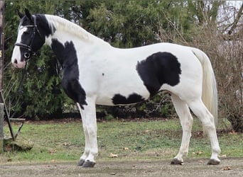 Cheval de sport hongrois, Jument, 11 Ans, 175 cm, Pinto