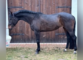 Cheval de sport hongrois Croisé, Jument, 11 Ans, 178 cm, Bai brun