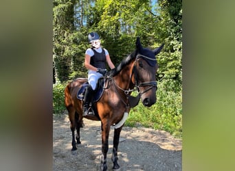 Cheval de sport hongrois, Jument, 12 Ans, 165 cm