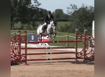 Cheval de sport hongrois, Jument, 12 Ans, Gris