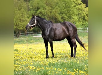 Cheval de sport hongrois, Jument, 13 Ans, 160 cm, Noir