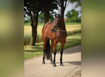 Cheval de sport hongrois, Jument, 13 Ans, 165 cm, Bai