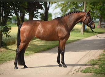 Cheval de sport hongrois, Jument, 13 Ans, 165 cm, Bai