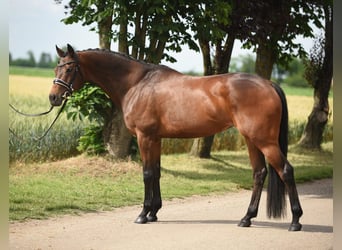 Cheval de sport hongrois, Jument, 13 Ans, 165 cm, Bai